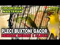 Download Lagu PLECI BUXTONI GACOR UEDDAN NEMBAK KENARI 1 ALBUM || HELDER 》FAUZI KOYOUNK