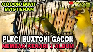 pleci buxtoni gacor ueddan nembak kenari 1 album helder fauzi koyounk