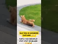 zantaii nya si kochengg #shortvideo #cat #funny #lucuviral #kucinglucu