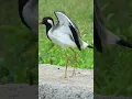 Download Lagu Beautiful Red wattled Lapwing Bird sounds #shorts