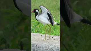 Beautiful Red Wattled Lapwing Bird Sounds Shorts 