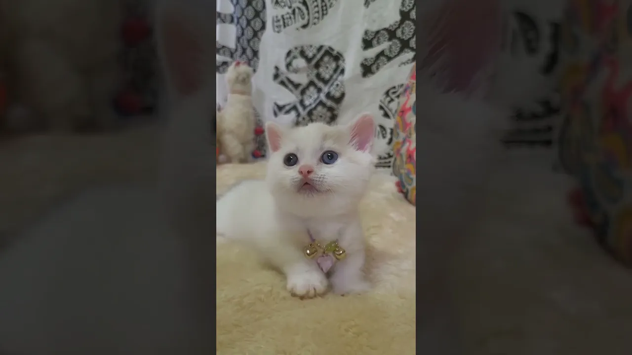 動画