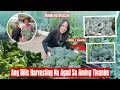 Lagu Harvesting Our Broccoli|Malaki Na Ang Aming Mga Tinanim Na Gulay 