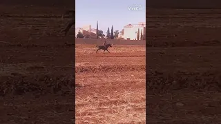 هذا رفيق الدرب 