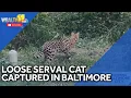 Animal Control captures loose wildcat in Baltimore