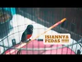 Download Lagu Pancingan murai batu gacor nembak isian GEREJA TARUNG bikin lawan langsung EMOSI !!!