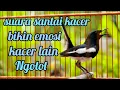 Download Lagu suara santai kacer, bikin emosi kacer lain BUKTIKAN