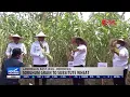 Download Lagu Indonesia's Sorghum Plantations