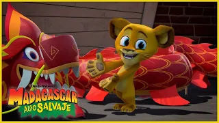 La estrella del desfile 🐉🎊 | DreamWorks Madagascar en Español Latino