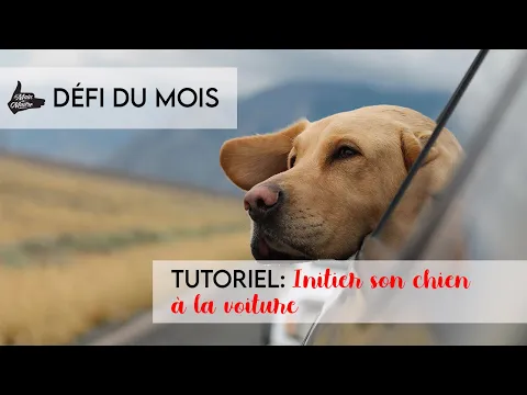 Dressage de chiens: Les 5 questions incontournables sur la cage – Cours &  Dressage pour chien, comportement canin à Montréal et Québec !