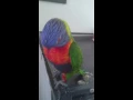 Download Lagu Bird lori is talking and going crazy