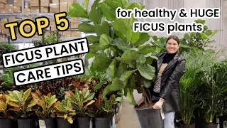 TOP 5 FICUS PLANT CARE TIPS - How To Ficus Shop Repot Light Water Fertilize Houseplant Care 101