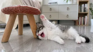 A Kitten Got His Claw Stuck in a Chair and Needed Help | This Is Your Daily Dose of Cats Day 130