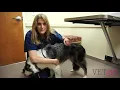 VETgirl How to perform a physical exam