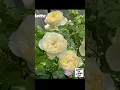 Download Lagu Top 10 David Austin Roses! My Favorites! #davidaustinroses #beautifulflowers #rose