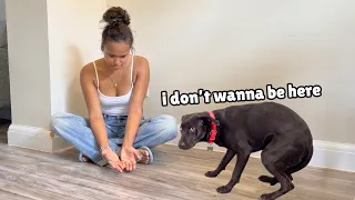 She Was Too Scared to Move... Until We Showed Her She Was Safe