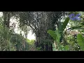 Terinspirasi Kisah Serumpun Bambu TVRI (Music Remake - Bukan Aslinya) untuk relaksasi, travelling.