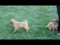 Fox Red Labrador Retriever Puppies for Sale