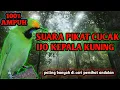 Download Lagu suara pikat cucak ijo kepala kuning anakan