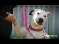 Lucy - Bull Arab mix available for adoption via PetRescue