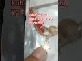 Download Lagu Inilah Nikmat Kubur Bagi Orang yg Beriman