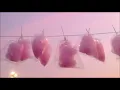 Hunnie Pie - Zella Day (Tradução)