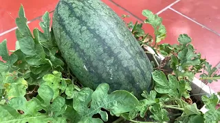 Summer Harvest Watermelon Growing Tips for Beginners Pro Tips Plus Grow Your Own Food