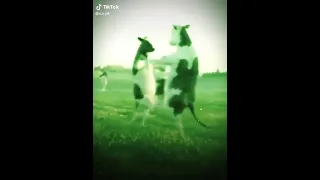 عبودي بودي بودي 