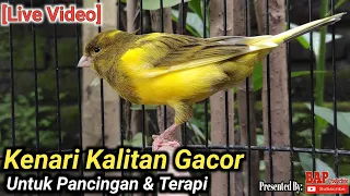 Download BURUNG GACOR  || SUARA BURUNG KENARI KALITAN GACOR MP3