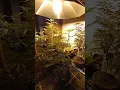 week 10 king tut grow