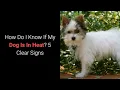 How Do I Know If My Dog Is In Heat 5 Clear Signs