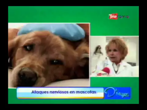 Ataques nerviosos en mascotas