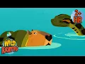 Anaconda Attacks Capybara Creature Rescues Animals for Kids Wild Kratts