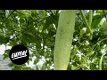 How s your luffa Growing luffa in zone 4b