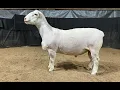 4551 Yearling Ram Online at Tays Realty Auction LLC
