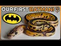 We Hatched our first ever Batman Ball Python