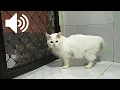 Download Lagu Suara Kucing Jantan Marah - Yuk PRANK Kucing Dan Anjingmu