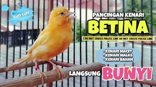 pancingan kenari betina cuit cuit masteran kenari paud agar cepat bunyi 1