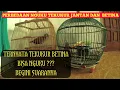 Download Lagu Perbedaan Nguku Antara Tekukur Jantan Dan Betina