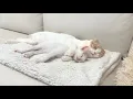 Lagu 保護した子猫が先輩猫に懐きすぎてついにこうなっちゃってました…