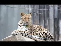 Amur Leopard Amur Leopard Facts Amur leopard habitat Amur leopard food