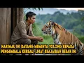 Lagu HARIMAU INI DATANG MEMINTA TOLONG PADA PEMUDA PENGEMBALA KERBAU, LIHAT KEAJAIBAN BESAR INI TERJADI