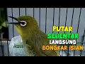 Download Lagu Dalam Hitungan Menit Pleci Di Rumah Bakalan Bongkar Isian