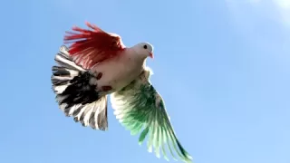 أغاني كويتية قديمة 