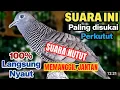 Lagu SEKALI TUT NYAUT SUARA NUTUT MEMANGGIL JANTAN PANCINGAN SANGAT AMPUH BURUNG PERKUTUT