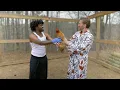 Matt Mathews Teaches Funny Marco Where Chickens Come From Farm Chores With Matt