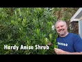 Illicium parviflorum - Hardy Anise Shrub