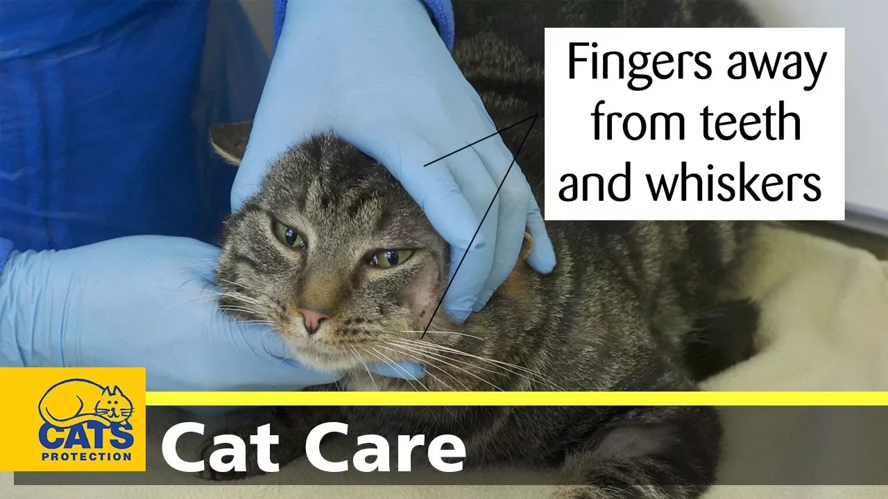 How to give your cat a pill by hand