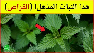 فوائد القراص - هل تعلم ماذا يحدث إذا تناولت نبتة القريص؟ 10 فوائد ستجعلك تبحث عنها!