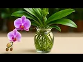 Download Lagu Thay Đất Trồng Lan Bằng Loại Này! Nhanh mọc rễ mới và hoa dồi dào